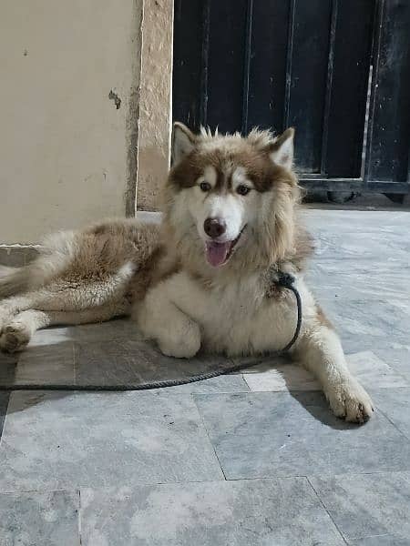 Siberian Husky 4