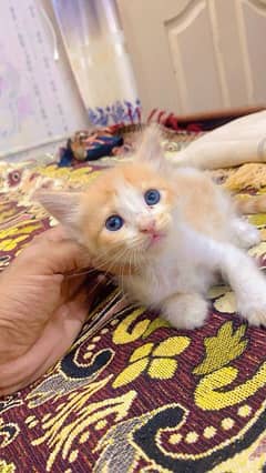 Persian Female Kitten for sale