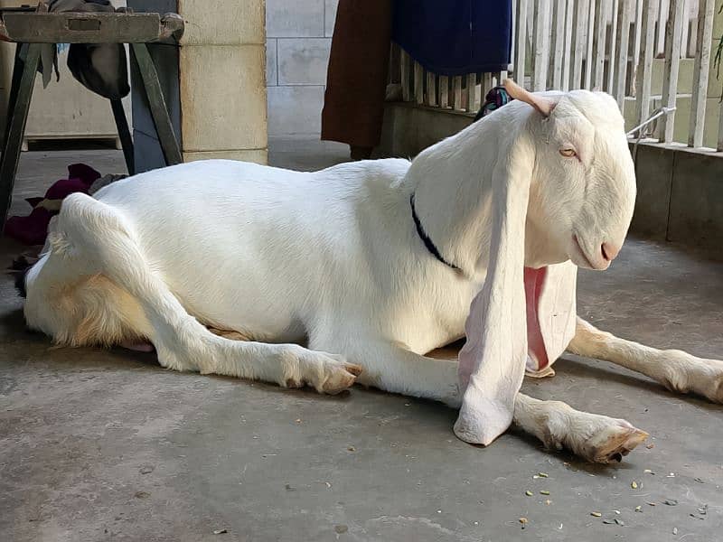 galabi bakri dorh ki nasal 2 mahinay ki ghaban 3