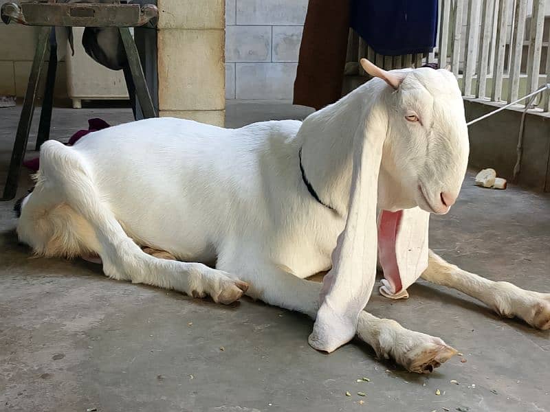 galabi bakri dorh ki nasal 2 mahinay ki ghaban 6