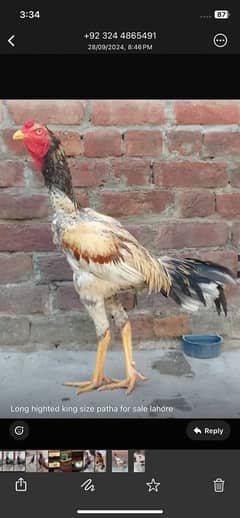 main chunnu breed ka patha full long height