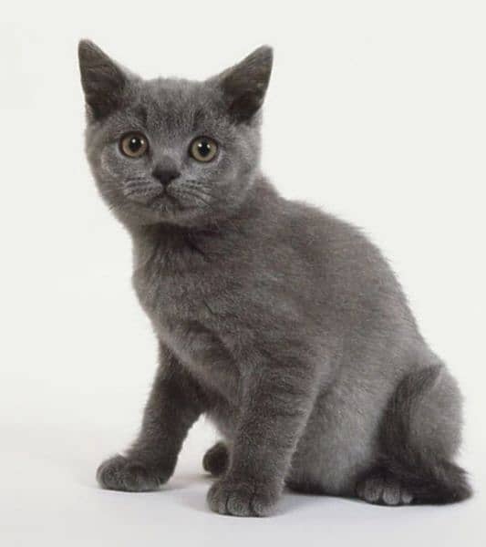 2 months little kitten British grey 4