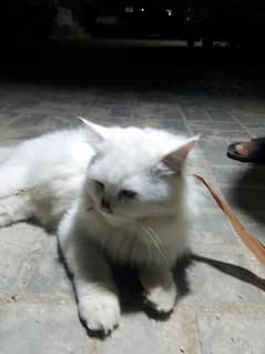 cat all ok contact number 03142071981