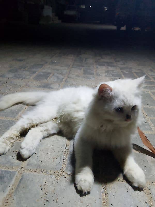 cat all ok contact number 03142071981 1