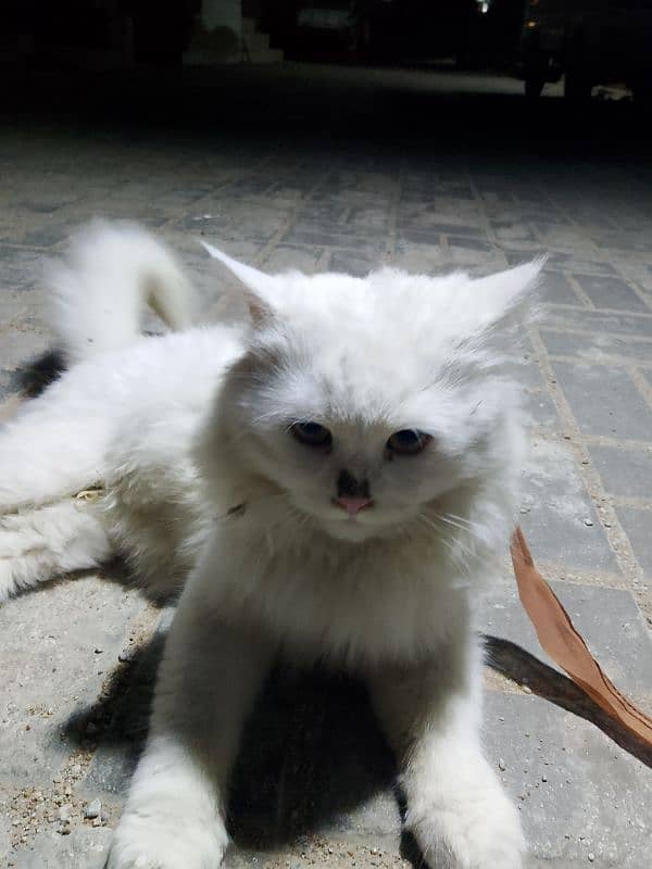 cat all ok contact number 03142071981 2