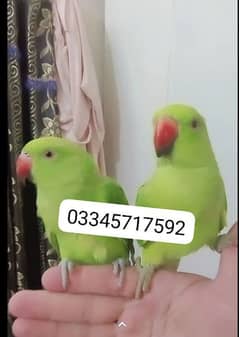 03345717592 Green ringneck parrots handtame