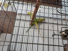 green parrot pair