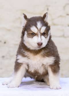 Siberian Husky Wolly Coat Pedigree Parents Puppies Available