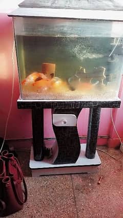 Fish Aquarium