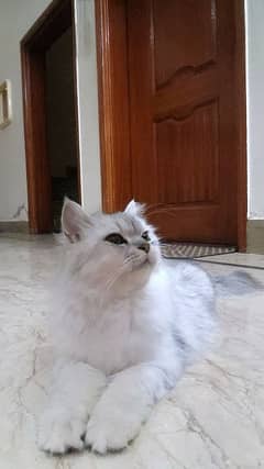 Very Friendly Persian Cat