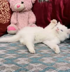 Persian kittens triple coat pair for sale contact whatsap 03288426681