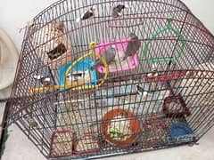 Love birds for sale 0