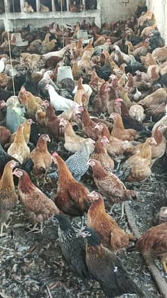 Golden misri hen | Egg laying Hens | Murgiya | desi Hen | Desi murgi