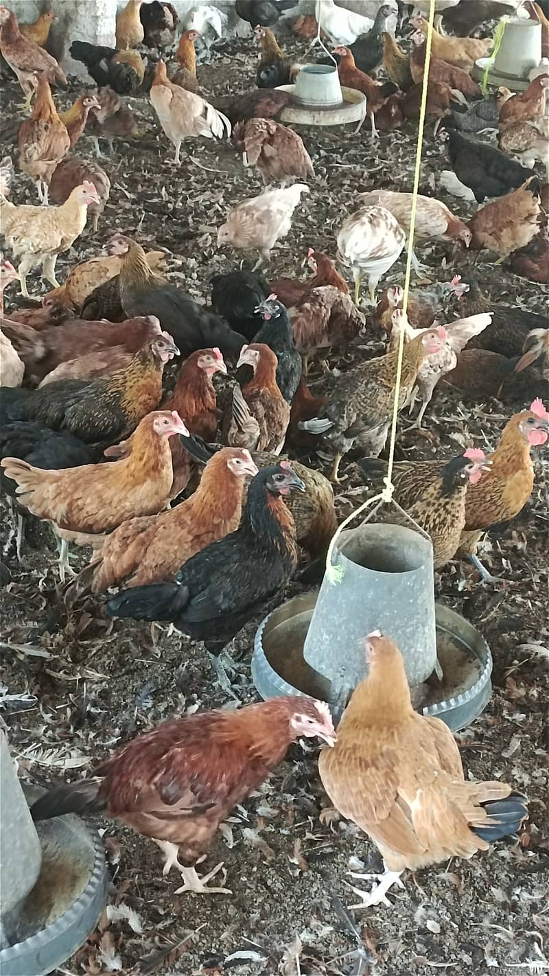 Golden misri hen | Egg laying Hens | Murgiya | desi Hen | Desi murgi 2