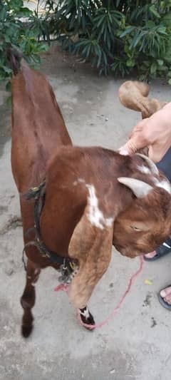 helthi goats male bakra