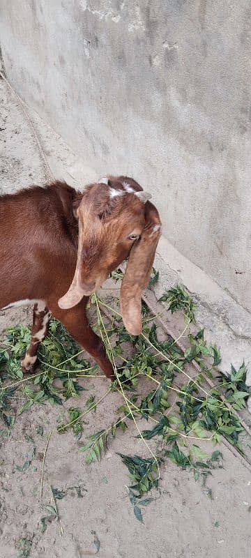 helthi goats male bakra 4