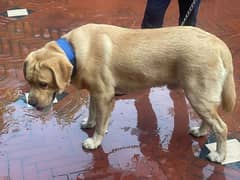 Labrador British Male