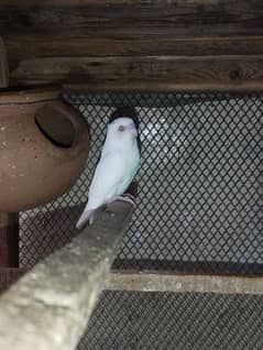 Australian parrots for sale