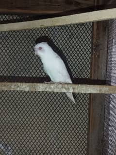 Australian parrots for sale