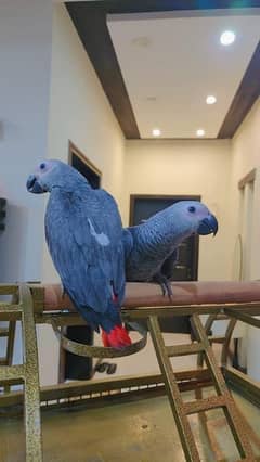 African Grey Parrot / Triton Cockatoo / Goffin Cockatoo