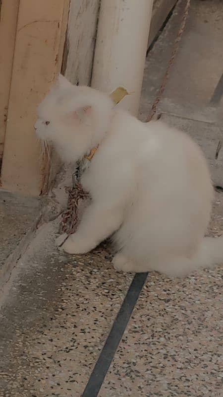 pershion cat for sale 2