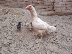 Aseel Chicks For Sale