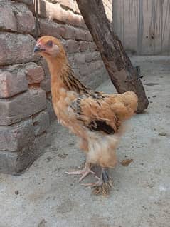 Brahma chick