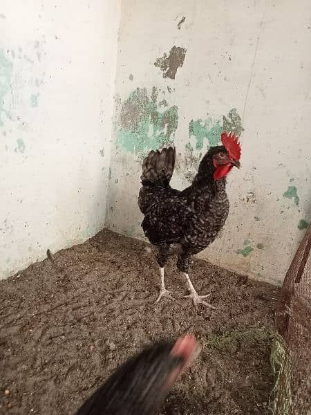 Plymouth rock breeder males 2