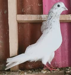 Pigeon lakha Motyun wala Breeder Nr available for sale  0308-5000940