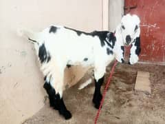 goat for sale 03445606420 (Male)