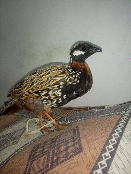 teet!ar bird for sale 2