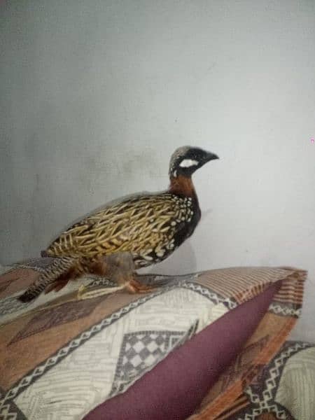 teet!ar bird for sale 3