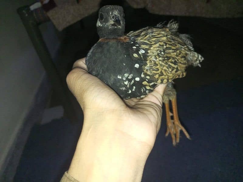 teet!ar bird for sale 4