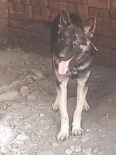 German shepherd male