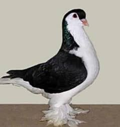 Sherazi Pigeon breeder pairs available for sale