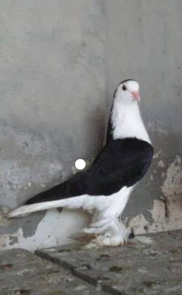 Sherazi Pigeon breeder pairs available for sale 1