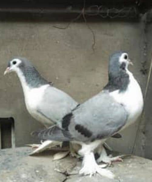 Sherazi Pigeon breeder pairs available for sale 2