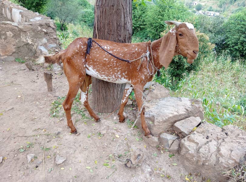 Makhi cheeni bakri for urgent sale 0