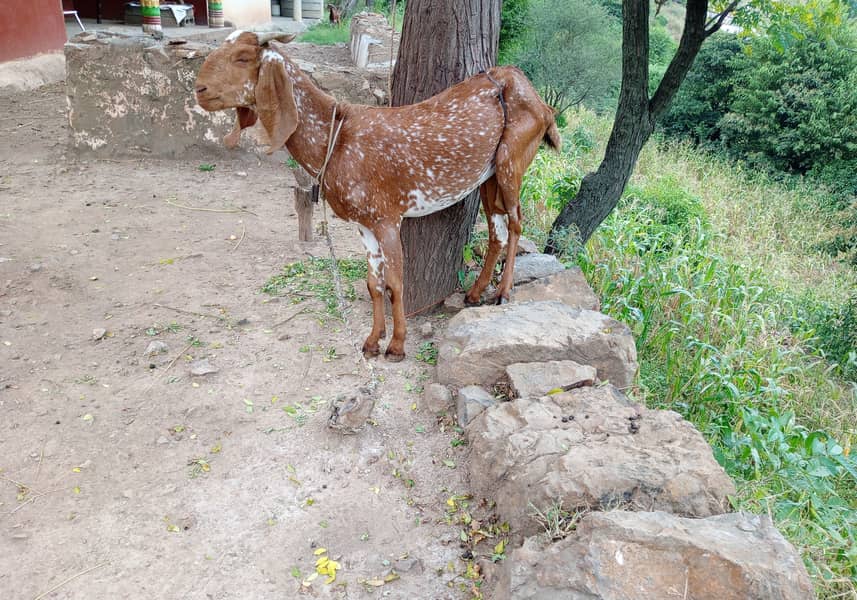 Makhi cheeni bakri for urgent sale 1