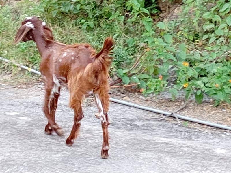 Makhi cheeni bakri for urgent sale 4