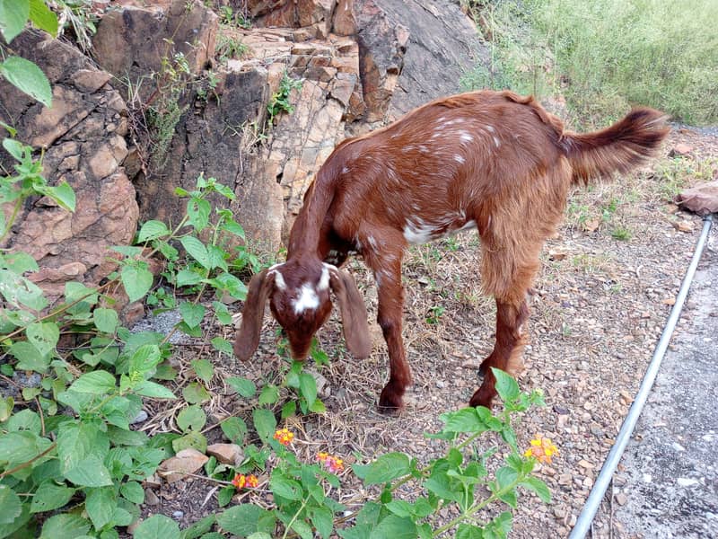 Makhi cheeni bakri for urgent sale 5