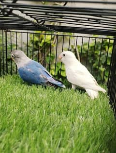 lovebirds Albino × blue