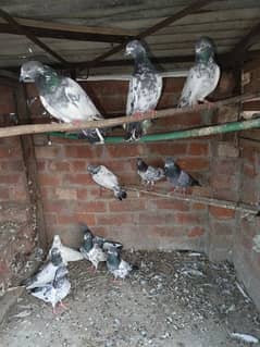 pigeons for sale