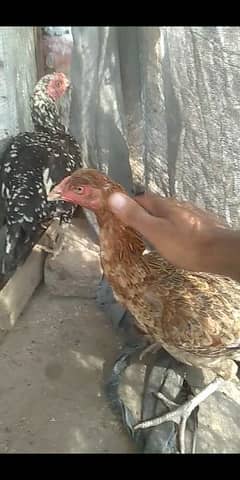 Beautiful Aseel Hens