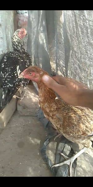 Beautiful Aseel Hens 0