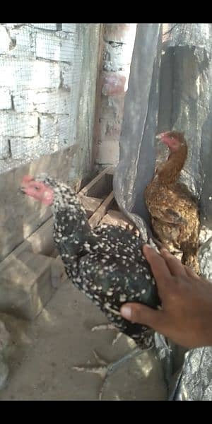 Beautiful Aseel Hens 1