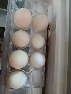 Duck's eggs