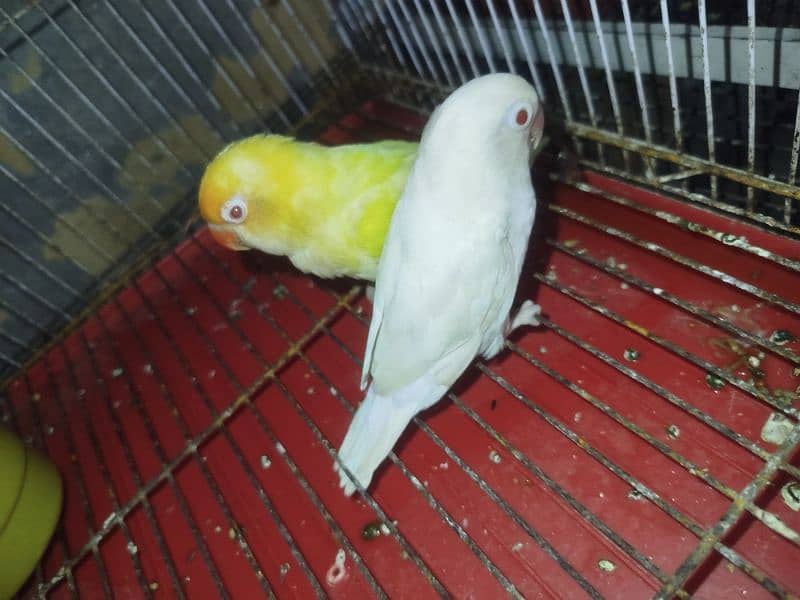 love birds for sale 1