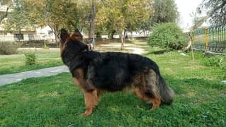 garmen shepherd 1.8 year