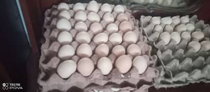 eggs for sale